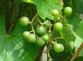 2013-0807-1355_Grapes_22,3C